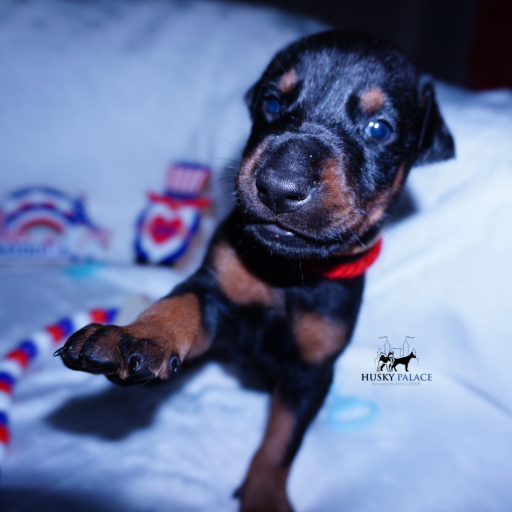Embark & OFA tested Ozai 9